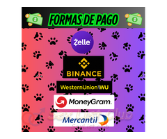 PUTA VENEZOLANA VIRTUAL LECHERA MORBOSA ESCORT VIRTUAL VENEZUELA